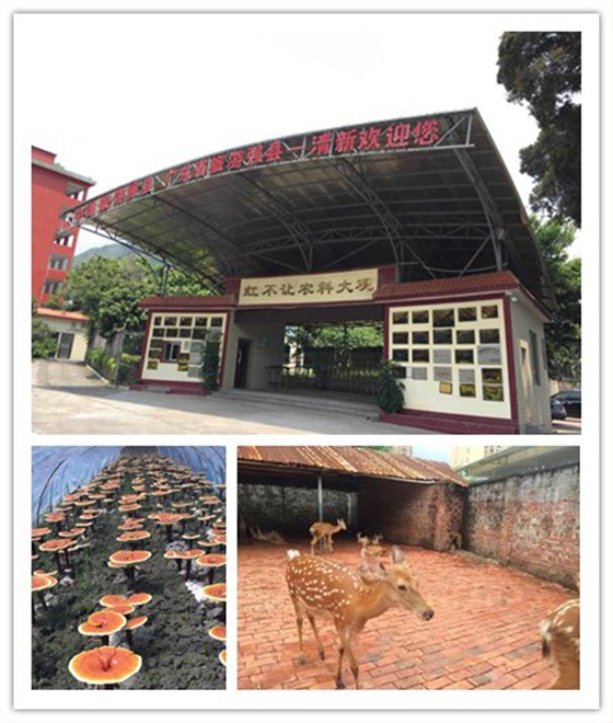 輕觸開關，輕觸開關廠家